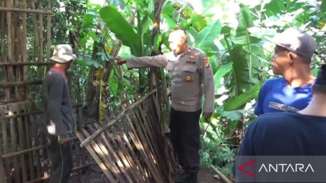 Suara Bising Tengah Malam Gegerkan Warga Bekasi, 5 Kambing Tewas Misterius